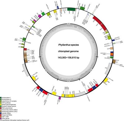Application of chloroplast genome in the identification of Phyllanthus urinaria and its common adulterants